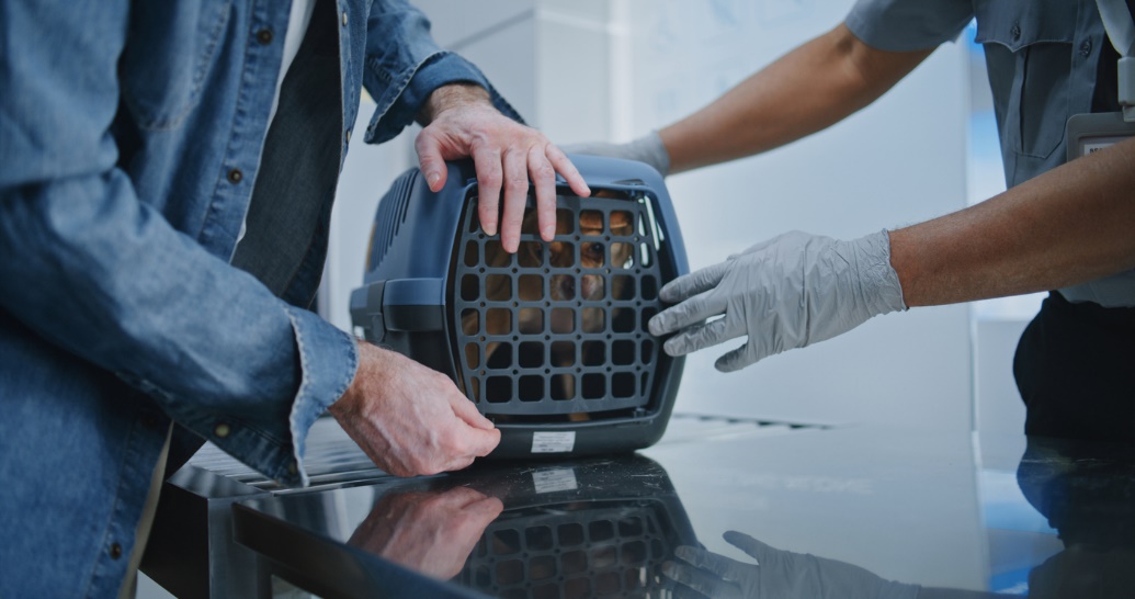 Holiday pet travel and safety tips , A pet taken to the vet in a cage