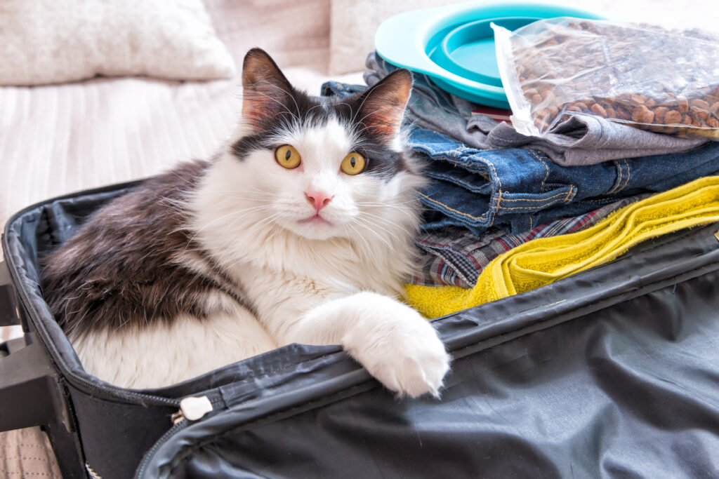 Holiday Pet Travel & Safety Tips from All Animal Veterinary Services , Cat sitting in the suitcase or bag and waiting for a trip. Travel with pets concept