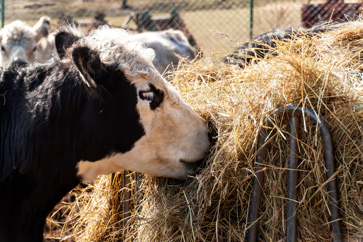 Winter nutrition for pets and livestock, Cow eats hay. Livestock farming on a family farm. Detail of head of cow. Organic Farming