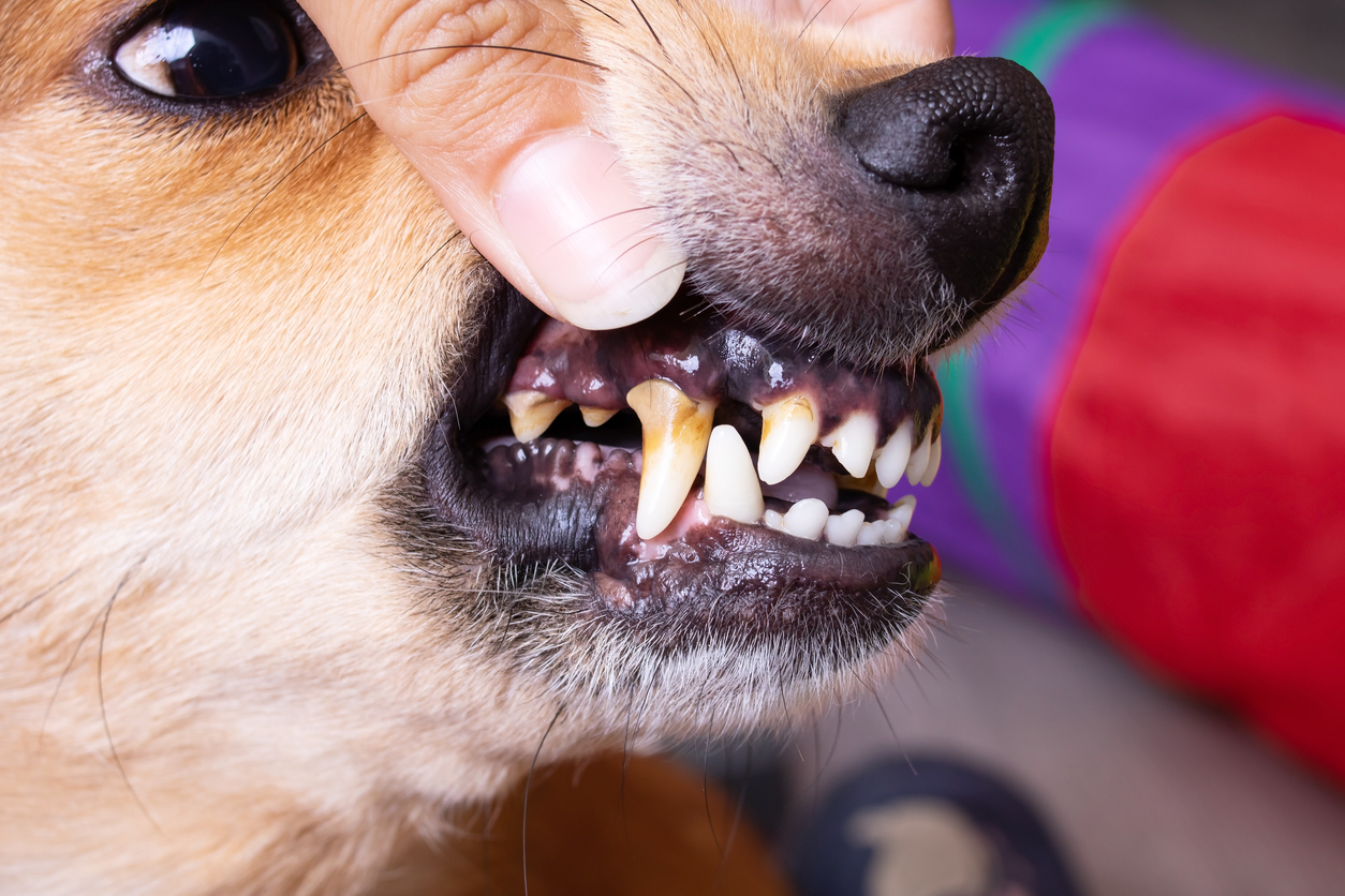 Bad breath in dogs and cats, Close-up of a dog’s teeth showing visible plaque and tartar buildup during a lip-lift exam.
