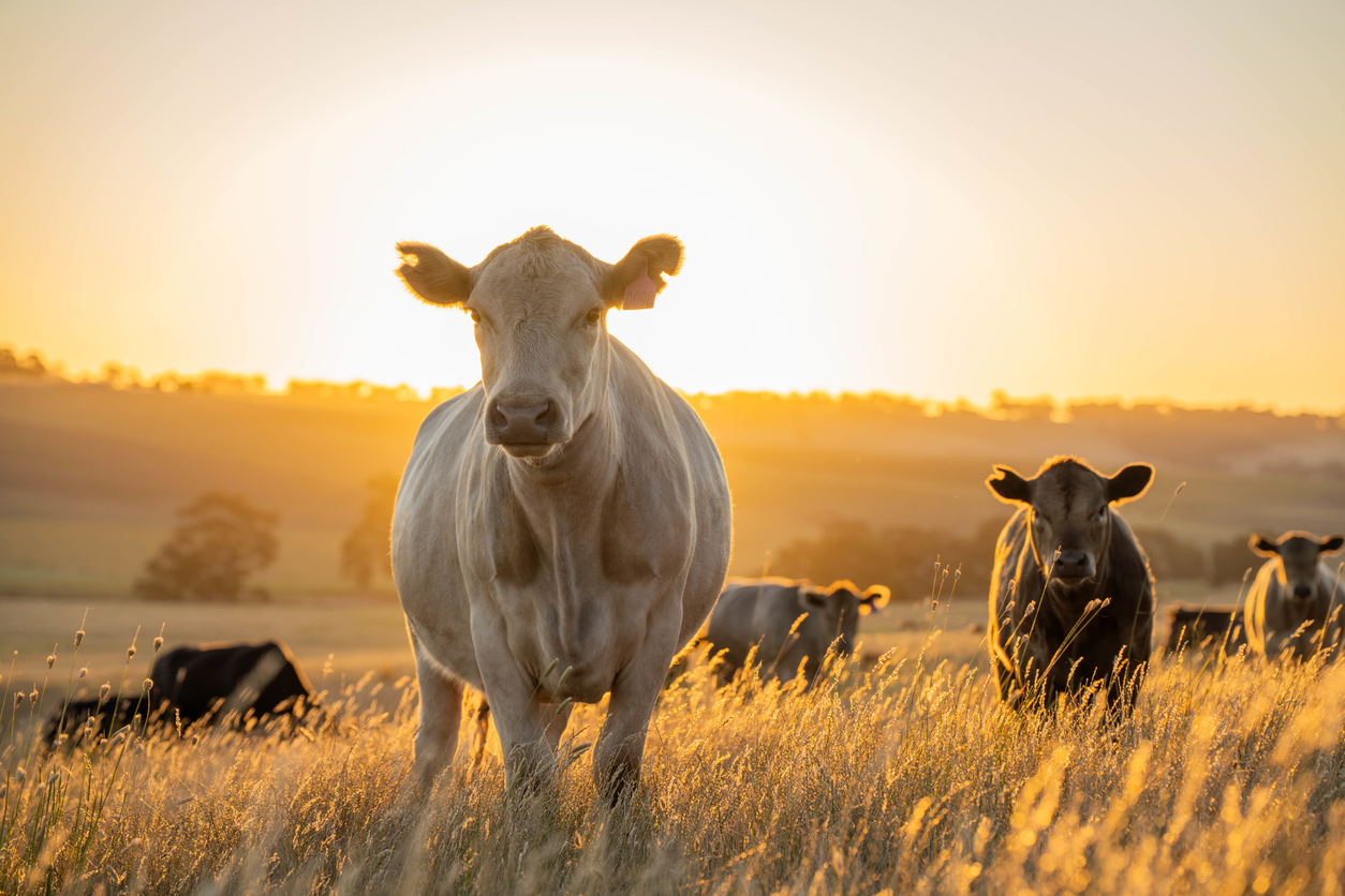 Bad breath in dogs and cats, Cattle grazing in a pasture, emphasizing the role of veterinary dental care in farm animal health.