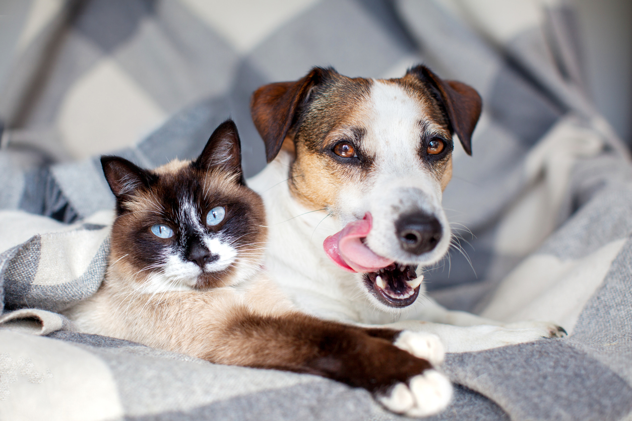 Bad Breath in Dogs and Cats: What It May Be Telling You, Dog and cat relaxing together with the dog licking its lips and showing a friendly, open-mouthed expression.