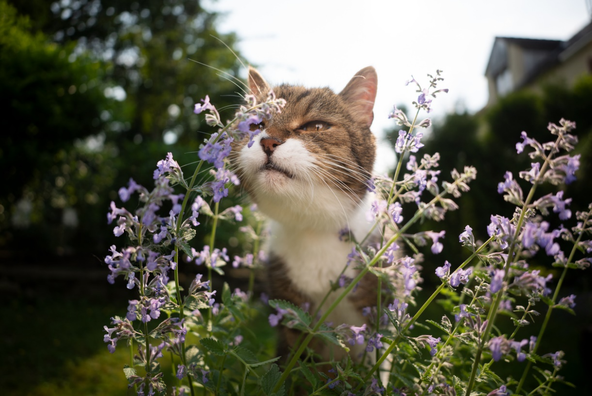 Tabby and white cat blissfully smelling purple catnip flowers in a sunny garden.