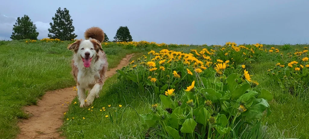 Happy Australian Shepherd dog running on a dirt path through a field of yellow wildflowers and green grass.