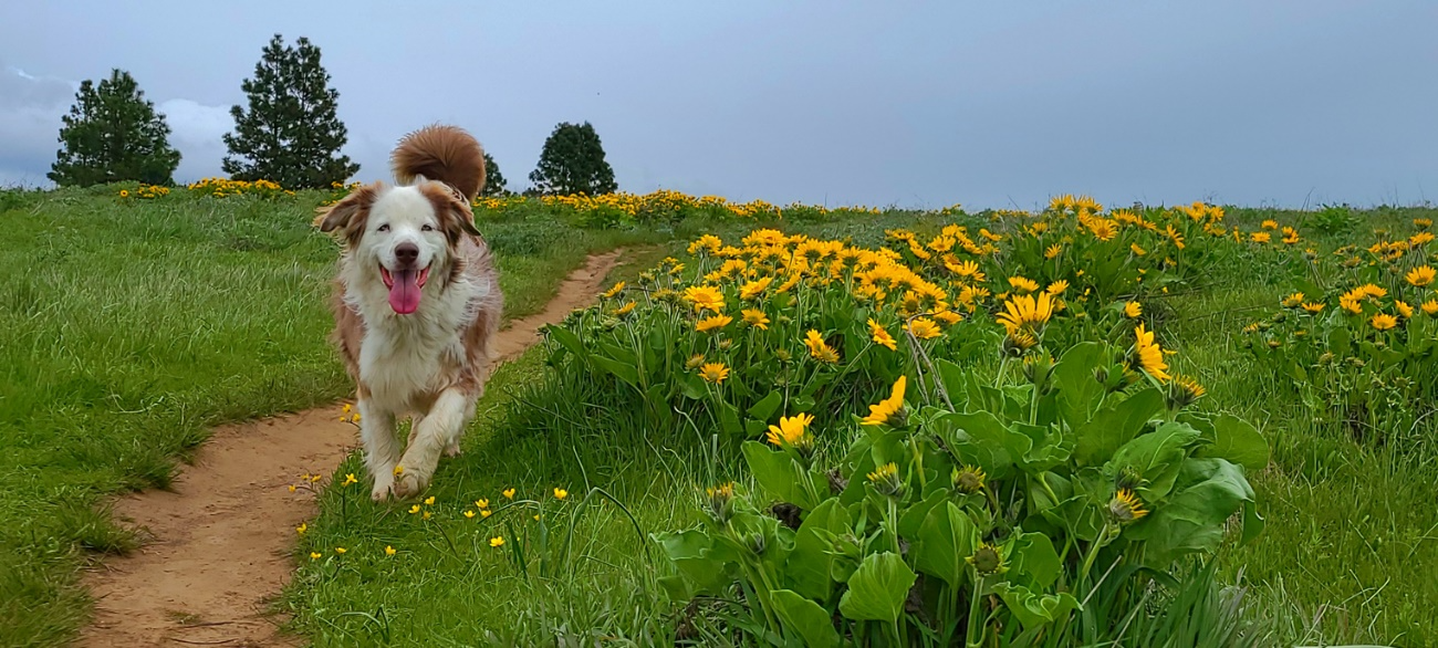 Happy Australian Shepherd dog running on a dirt path through a field of yellow wildflowers and green grass.