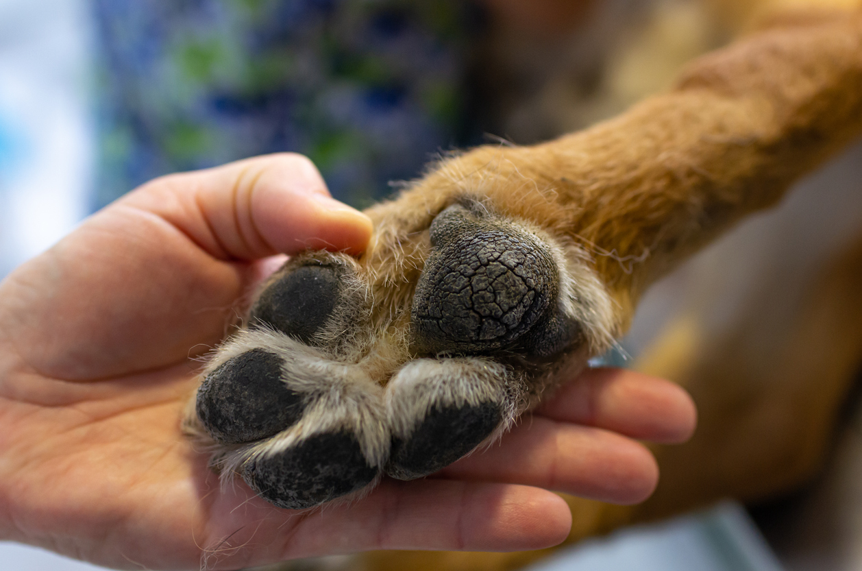 Veterinarian examining a dog’s paw pad for irritation, injury, or signs of excessive paw licking.