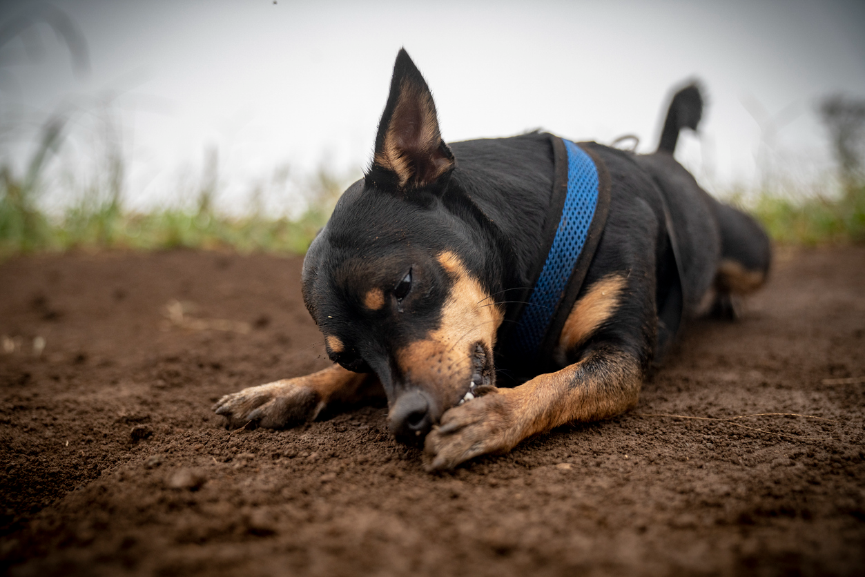 Dog lying on dirt outdoors licking and chewing its paw, showing signs of irritation or discomfort in the paw area.
