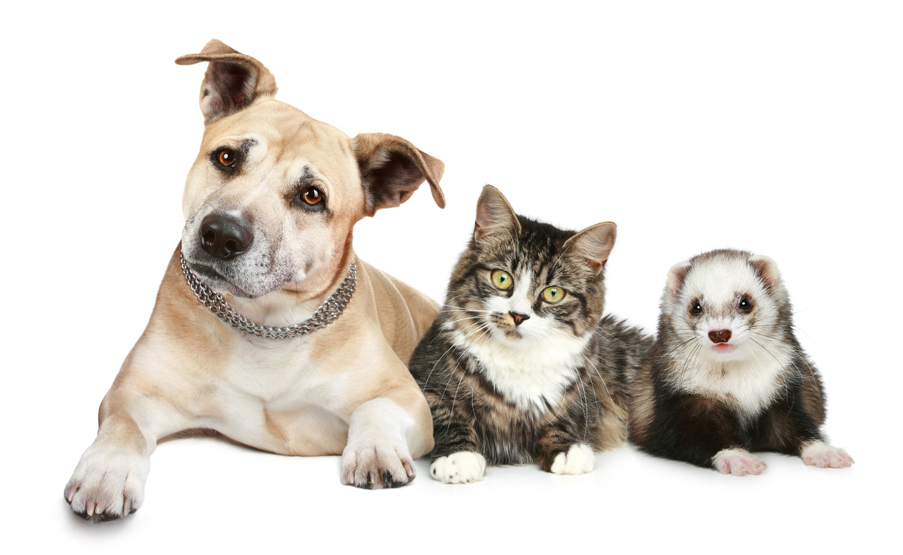 Dog, cat, and ferret sitting side by side against a light background, representing pets that can all be affected by heartworm disease.