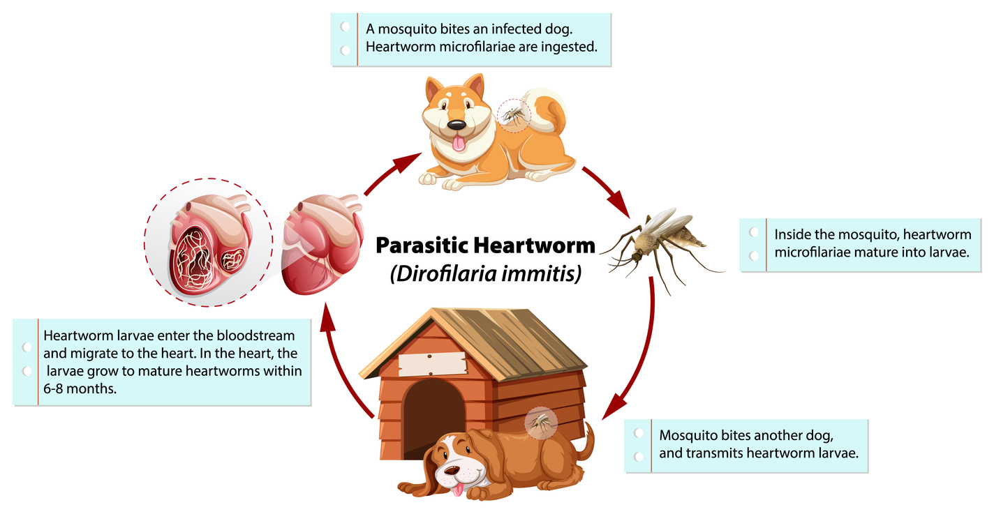 Illustration of the heartworm life cycle showing a mosquito biting an infected dog and taking in microscopic immature heartworms, which develop inside the mosquito and are then passed to another dog, where they enter the bloodstream and grow into adult worms in the heart over time.