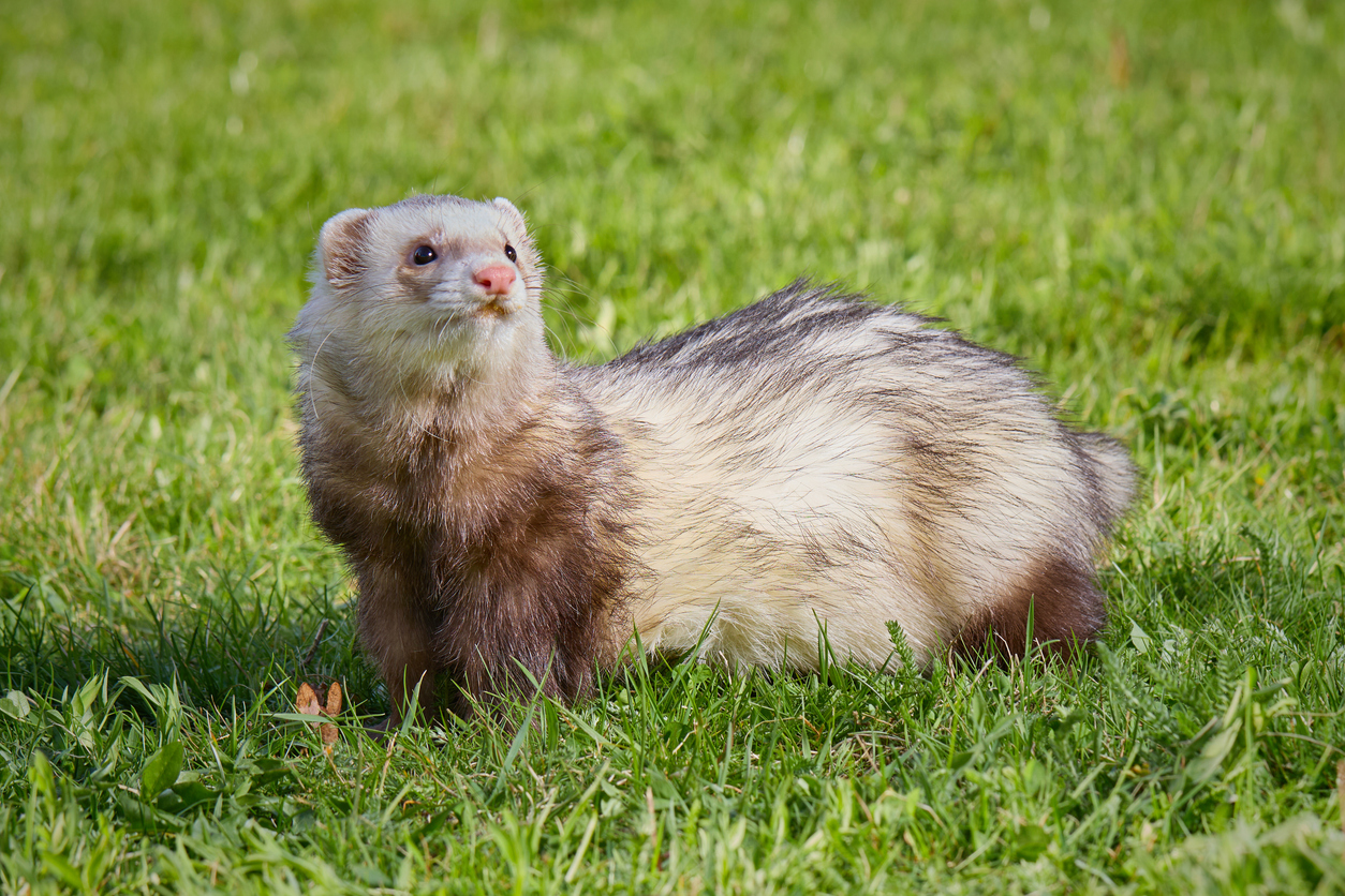Pet ferret standing on green grass outdoors, representing a species highly susceptible to heartworm disease.