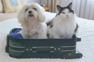 Dog and cat sitting together in an open suitcase on a bed, illustrating preparation for pet travel or boarding.