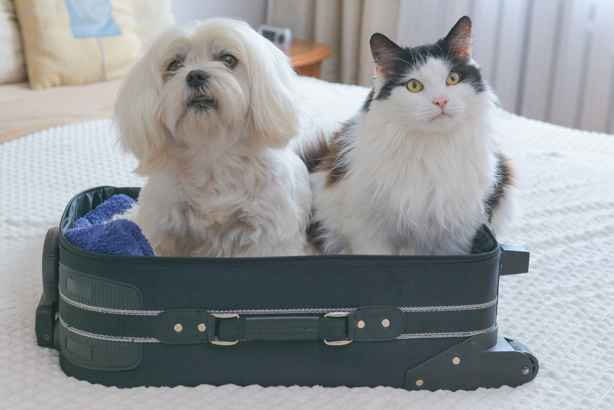 Dog and cat sitting together in an open suitcase on a bed, illustrating preparation for pet travel or boarding.
