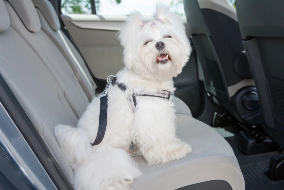 White dog wearing a pet seat belt harness and riding safely in the back seat of a car during travel.