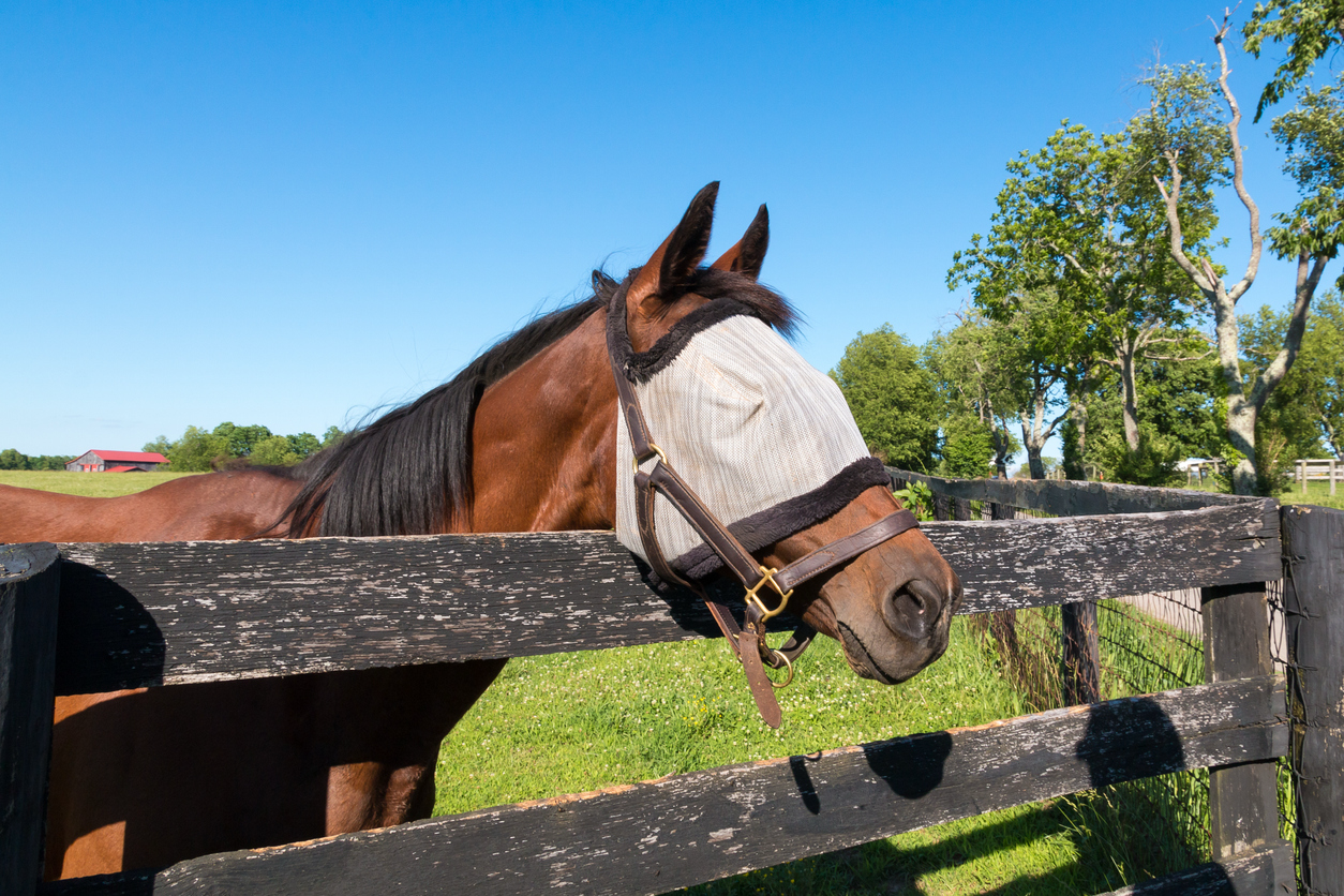 Horse wearing a fly mask to help reduce irritation from biting flies.