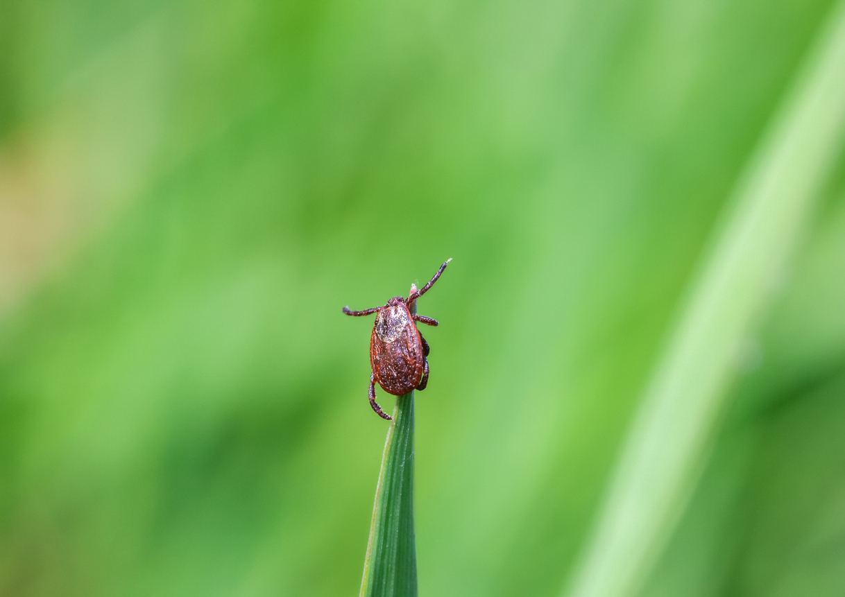 Tick on a blade of grass, one of the most common ticks found in New York.