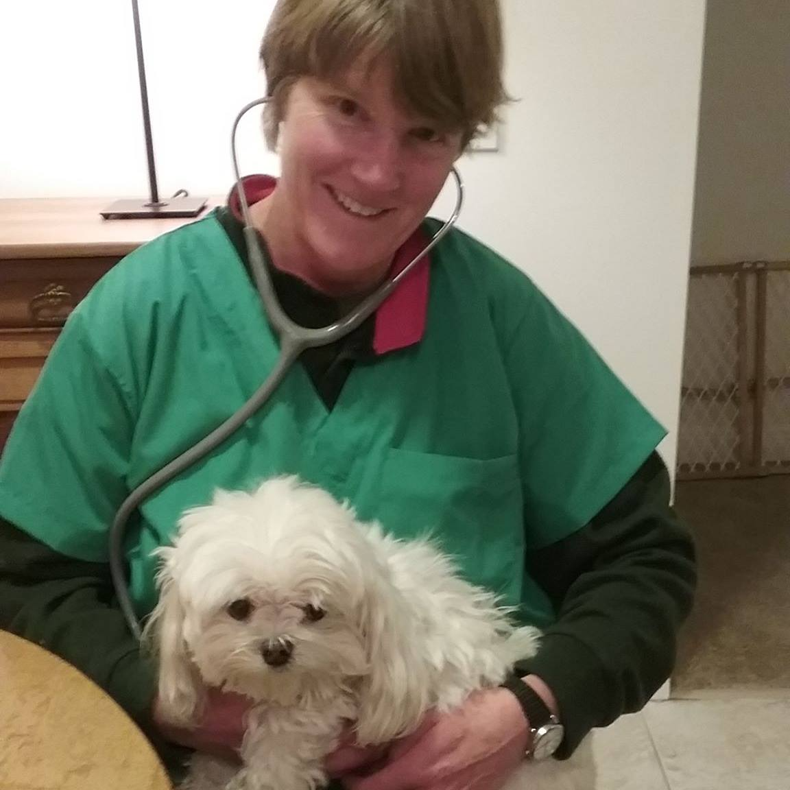 Veterinarian performing a wellness examination on a small dog to support year-round parasite prevention and overall health.
