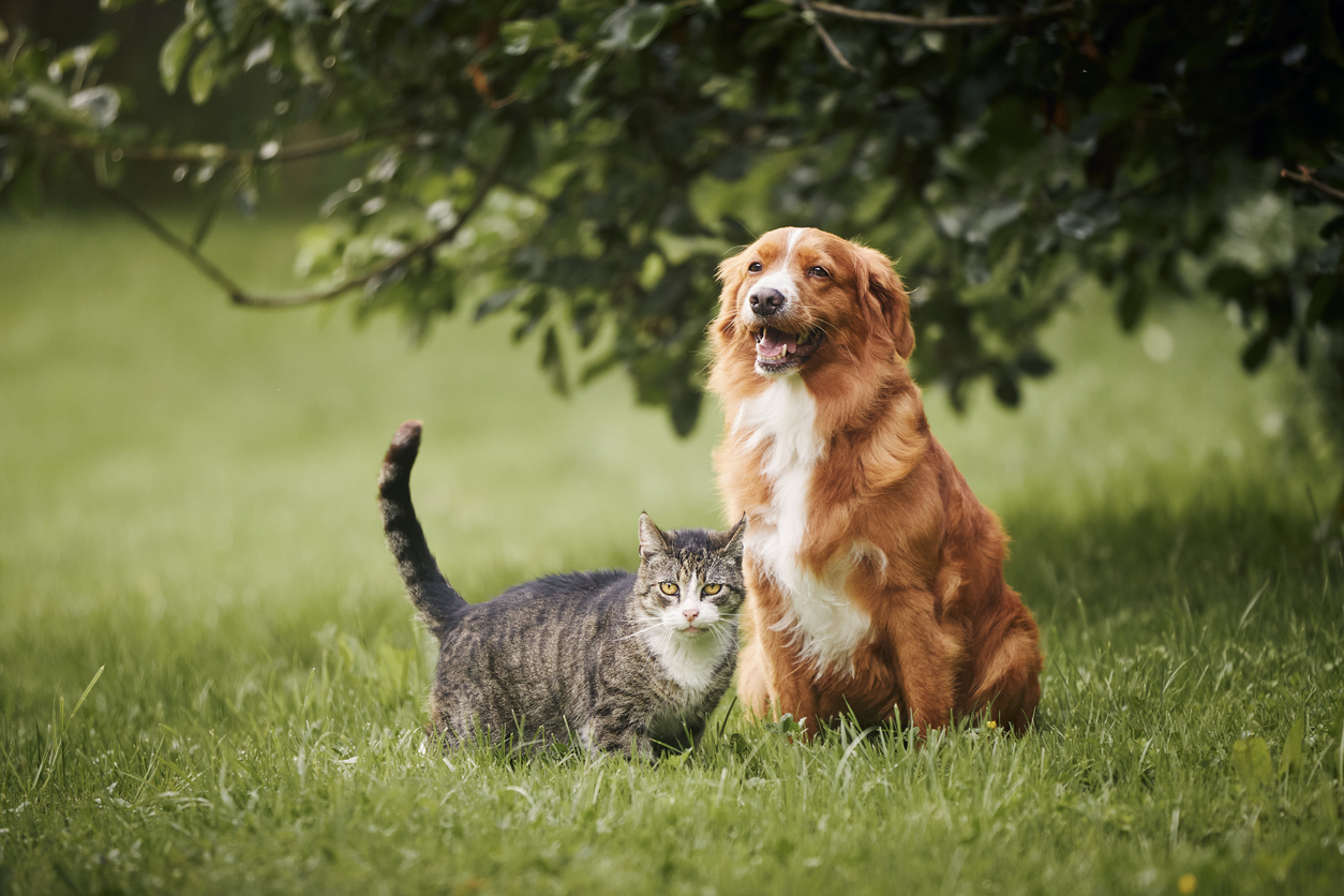Healthy dog and cat sitting together outdoors, representing the importance of rabies vaccination and preventive care for companion animals.