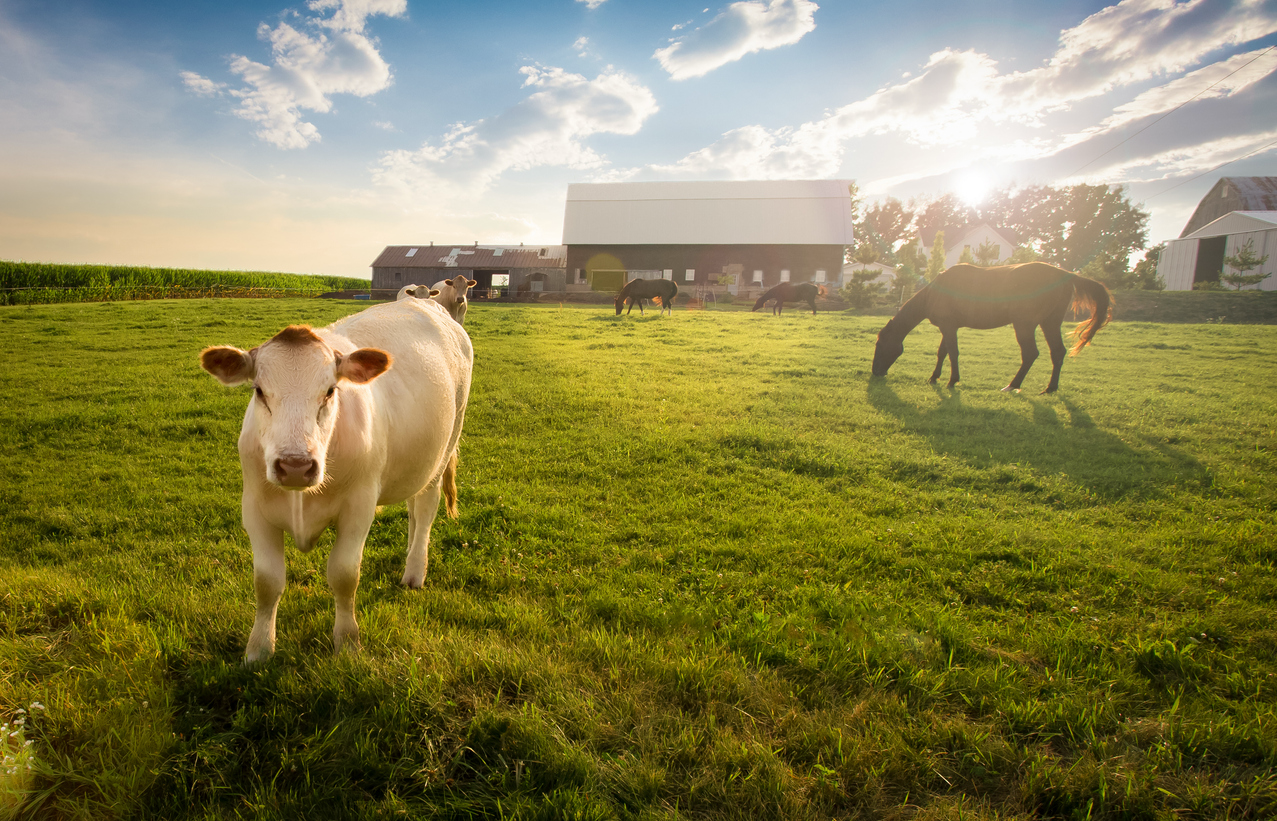 Horse and cattle grazing on a farm, illustrating that rabies vaccination may be recommended for horses and certain livestock based on their risk of wildlife exposure.