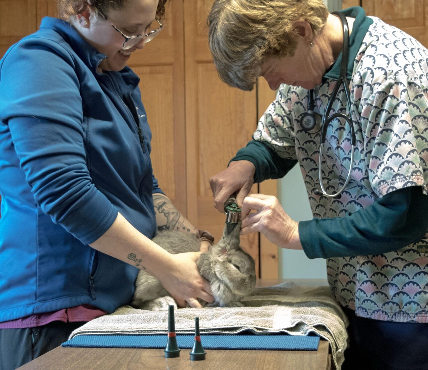 Dr. Acworth examining a rabbit at All Animal Veterinary Services
