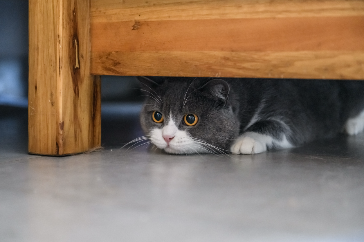 Cat hiding under furniture, a behavior that can sometimes be a sign of pain