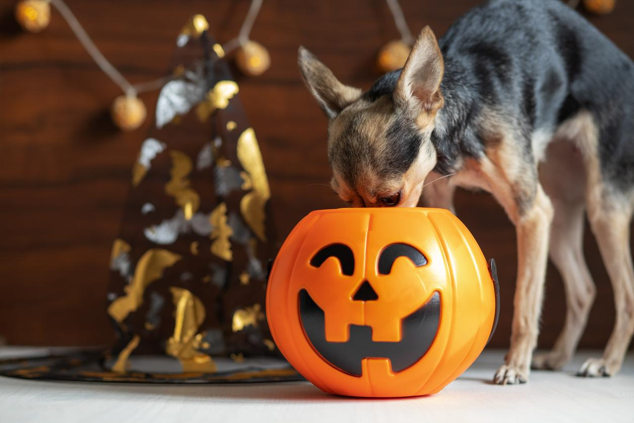 Dog investigating a Halloween treat bucket, illustrating Halloween food hazards for dogs.