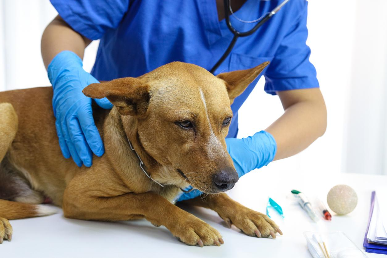 Veterinarian examining a dog with signs of illness such as vomiting.