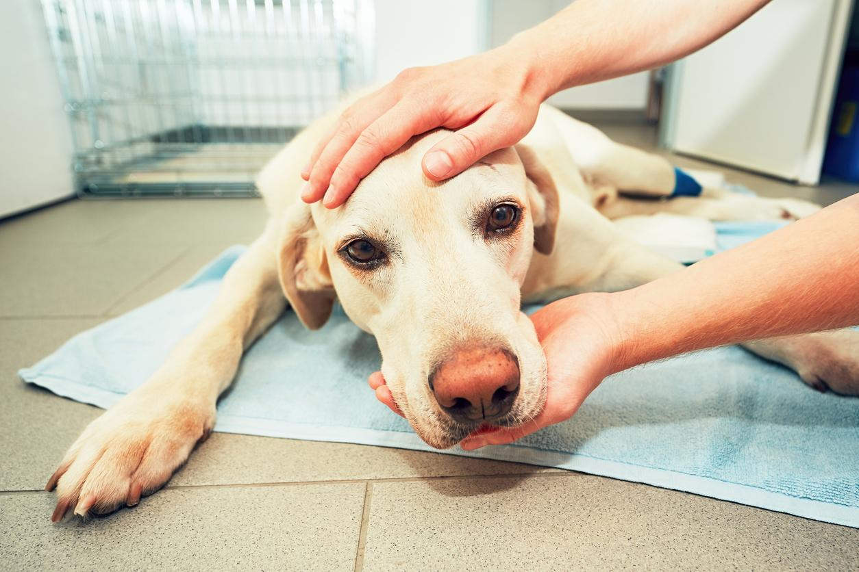 Sick dog receiving veterinary care for symptoms such as vomiting.
